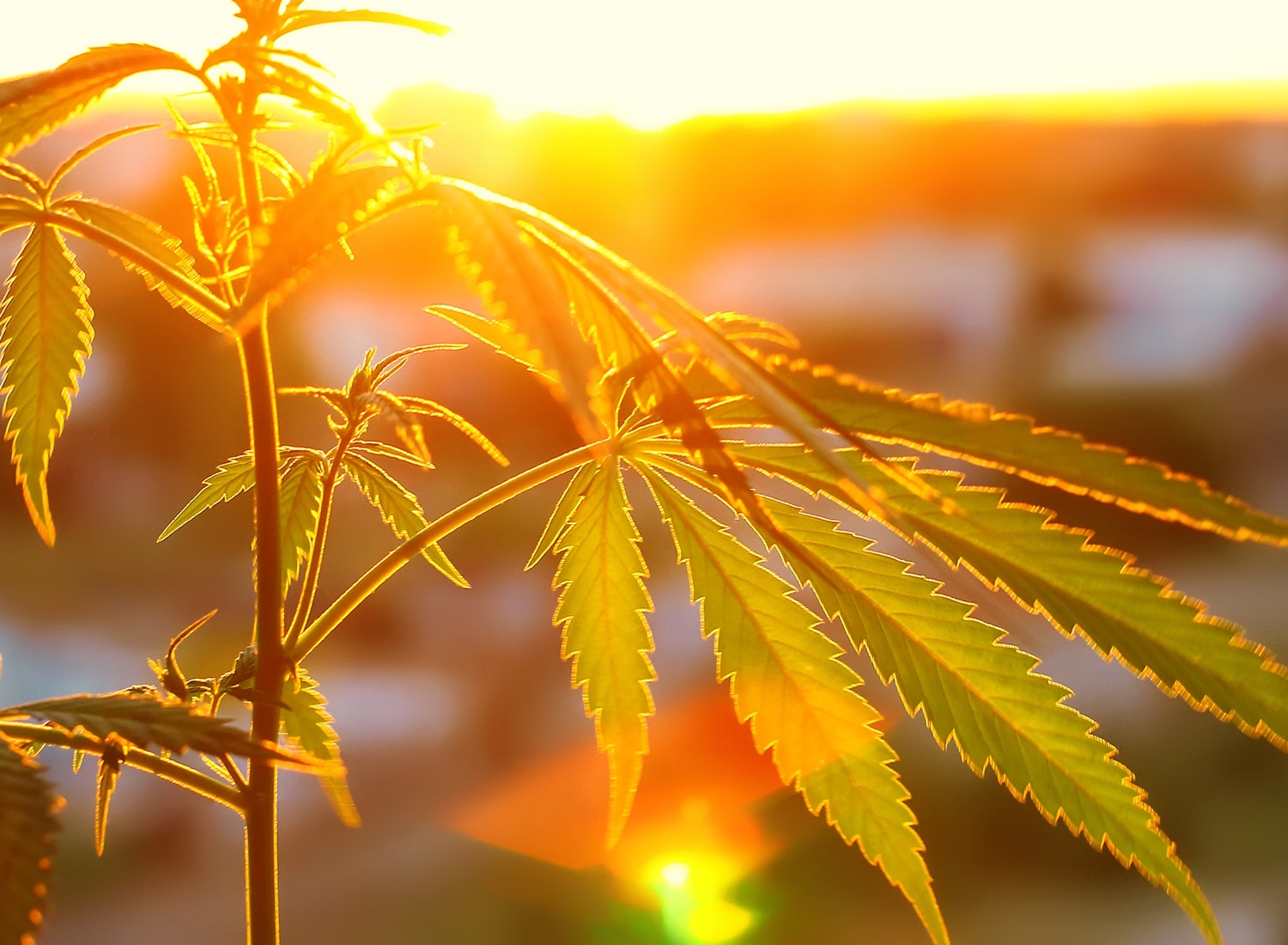 marijuana leaf