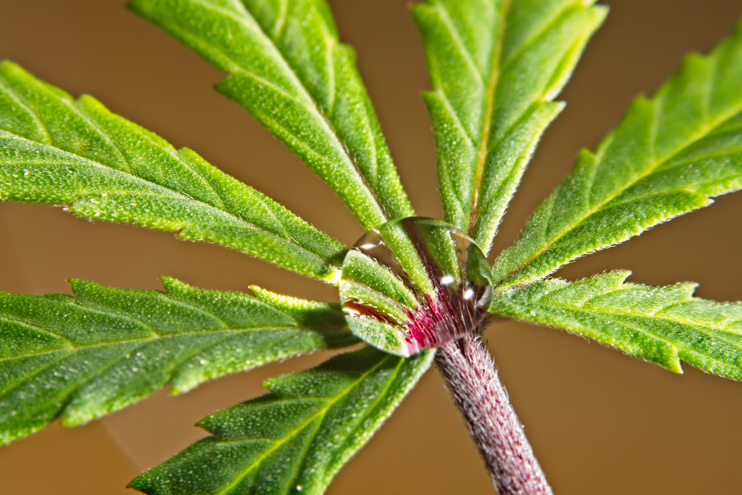 water droplet on marijuana leaf